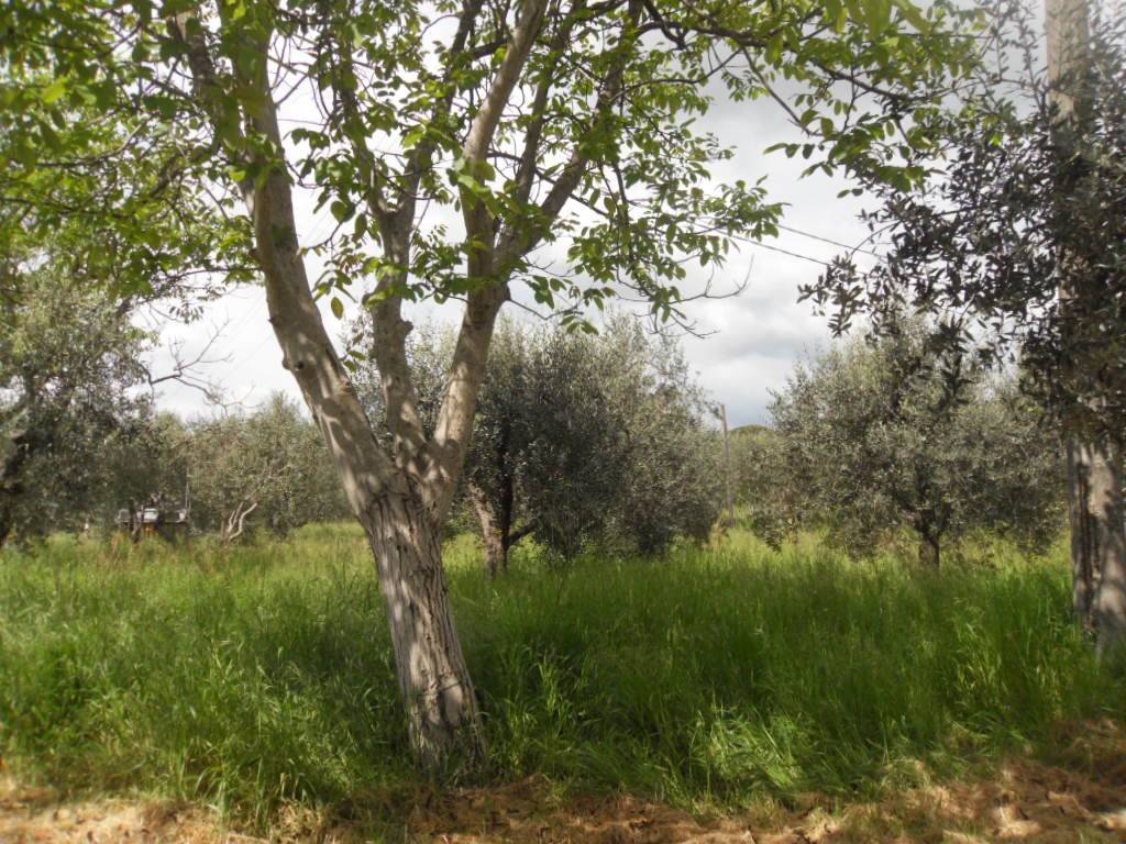 Terreno a Pistoia - Foto 5