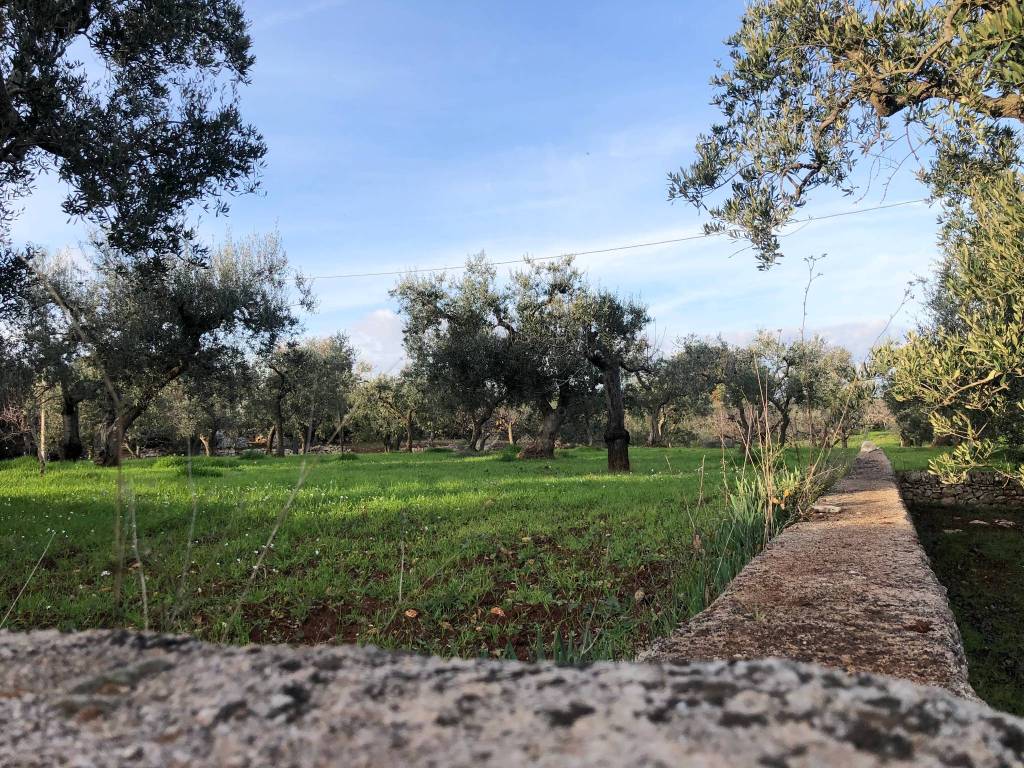 Terreno a Monopoli in Contrada Cervarulo - Foto 3