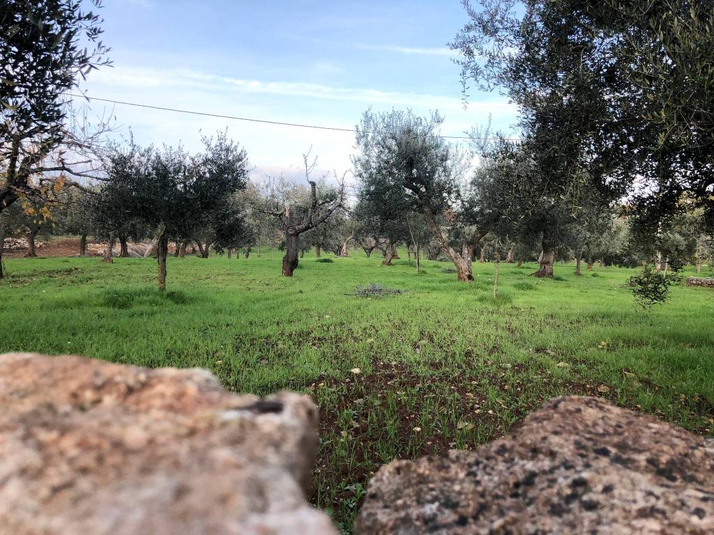 Terreno a Monopoli in Contrada Cervarulo - Foto 4