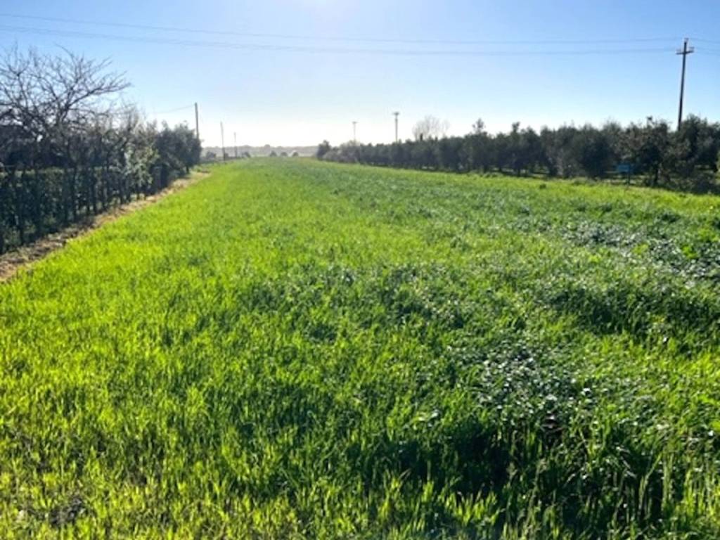 Terreno a Bibbona in Strada Provinciale dei Melograni - Foto 2