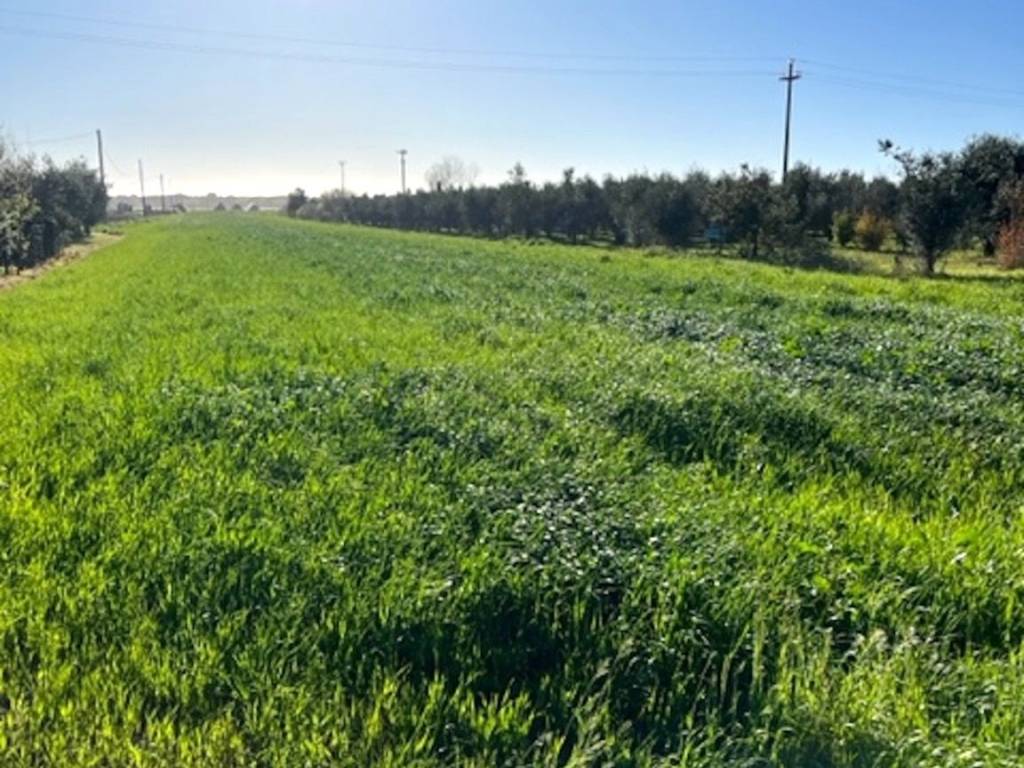 Terreno a Bibbona in Strada Provinciale dei Melograni - Foto 3