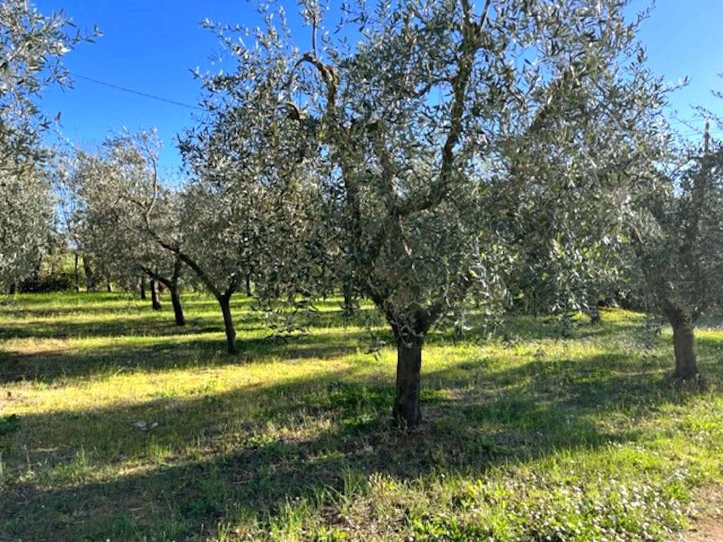 Terreno a Bibbona in Strada Provinciale dei Melograni - Foto 4