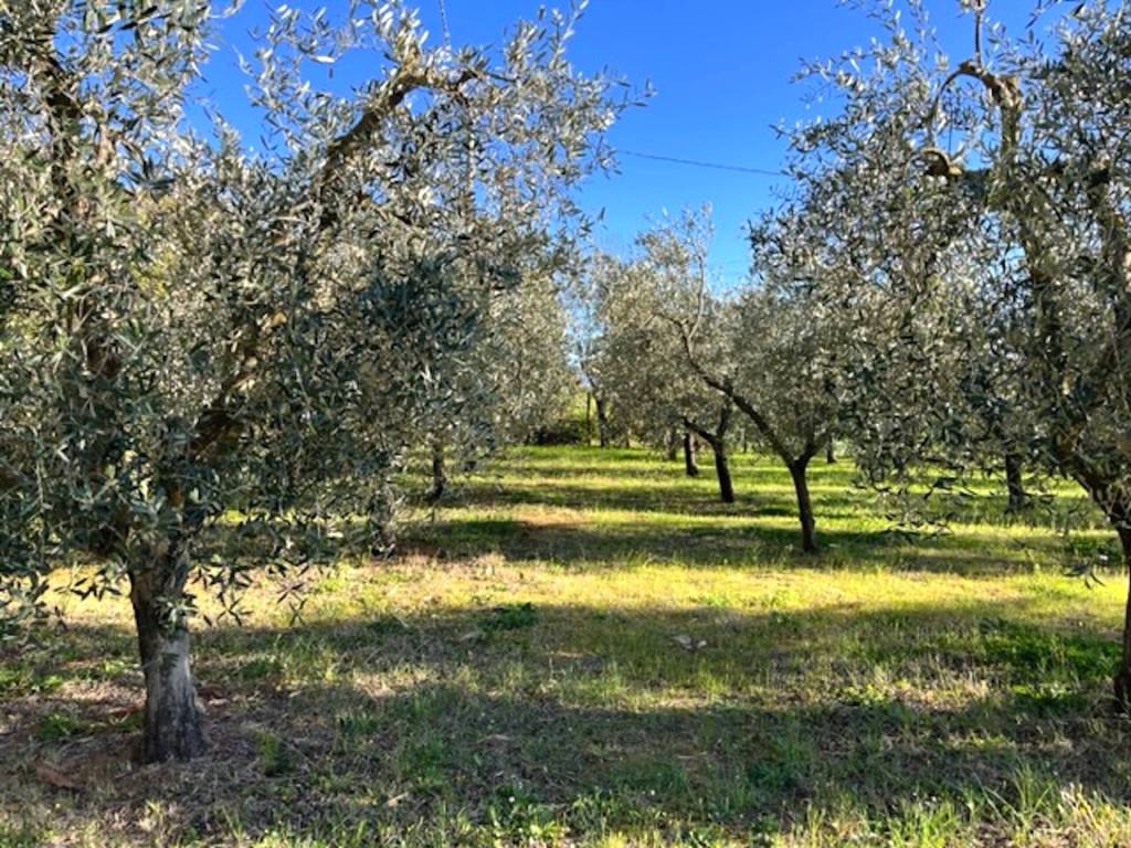 Terreno a Bibbona in Strada Provinciale dei Melograni - Foto 5