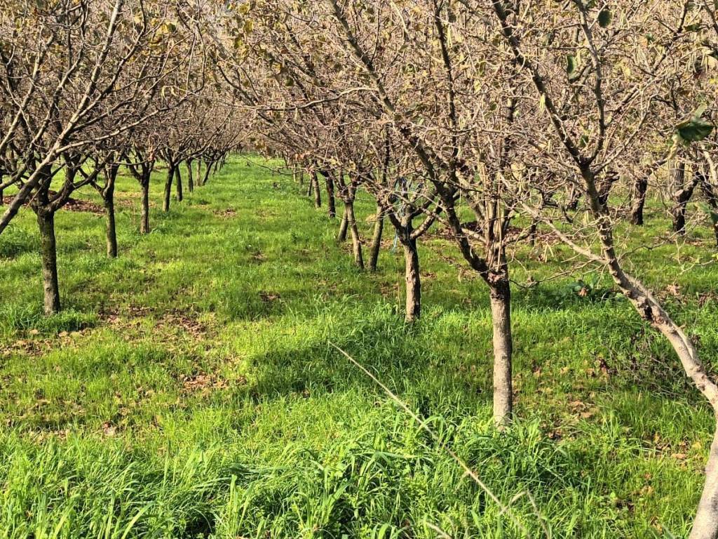 Terreno a Montoro in Via Fratte - Foto 2