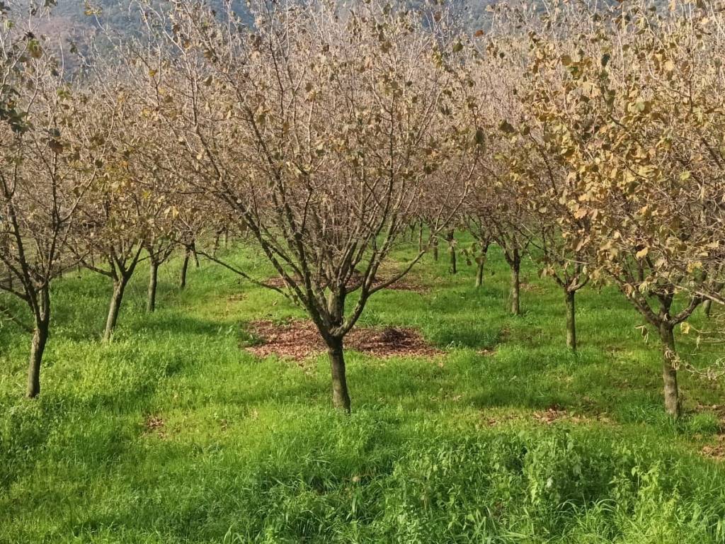Terreno a Montoro in Via Fratte - Foto 5