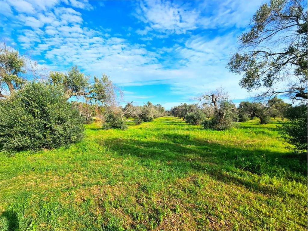 Terreno a Carovigno - Foto 2