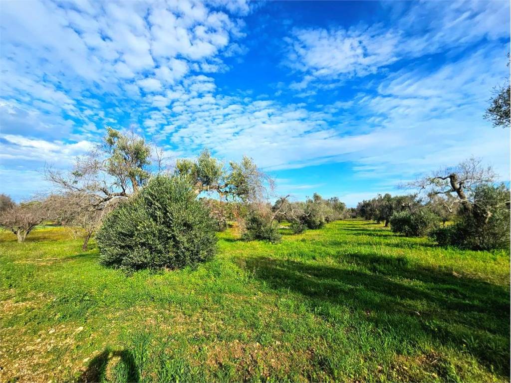 Terreno a Carovigno - Foto 3