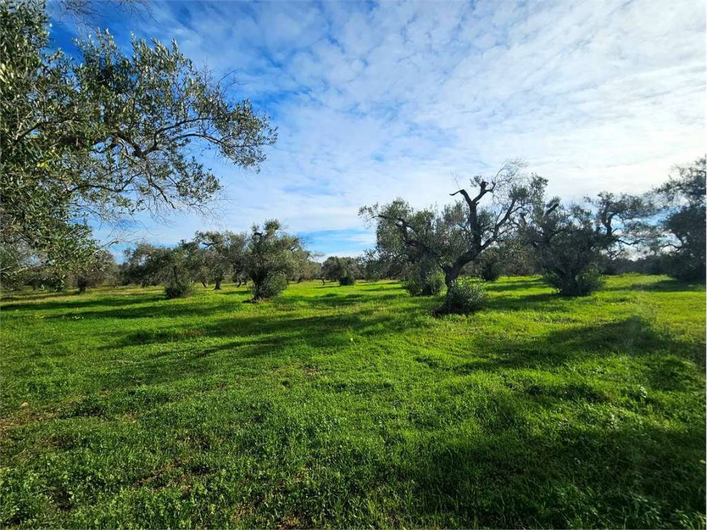 Terreno a Carovigno - Foto 4