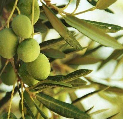 Terreno a Naro - Foto 2