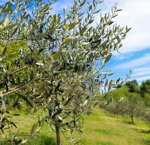 Terreno a Naro - Foto 3