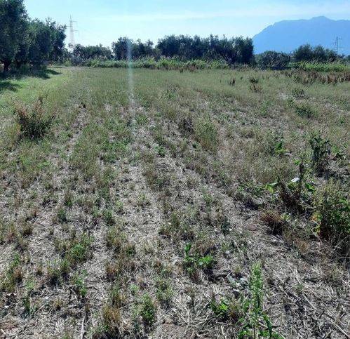 Terreno a Sommatino - Foto 2