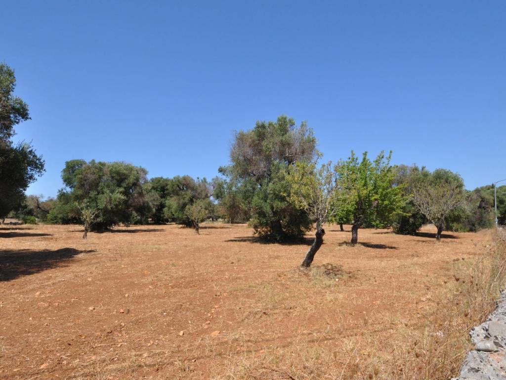 Terreno a San vito dei normanni in Contrada Pagliamonte - Foto 3