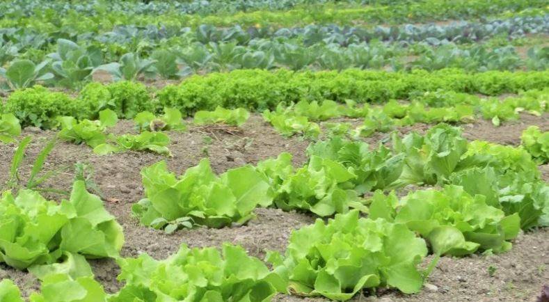 Terreno a Ginosa in Contrada Fiumicello - Foto 3