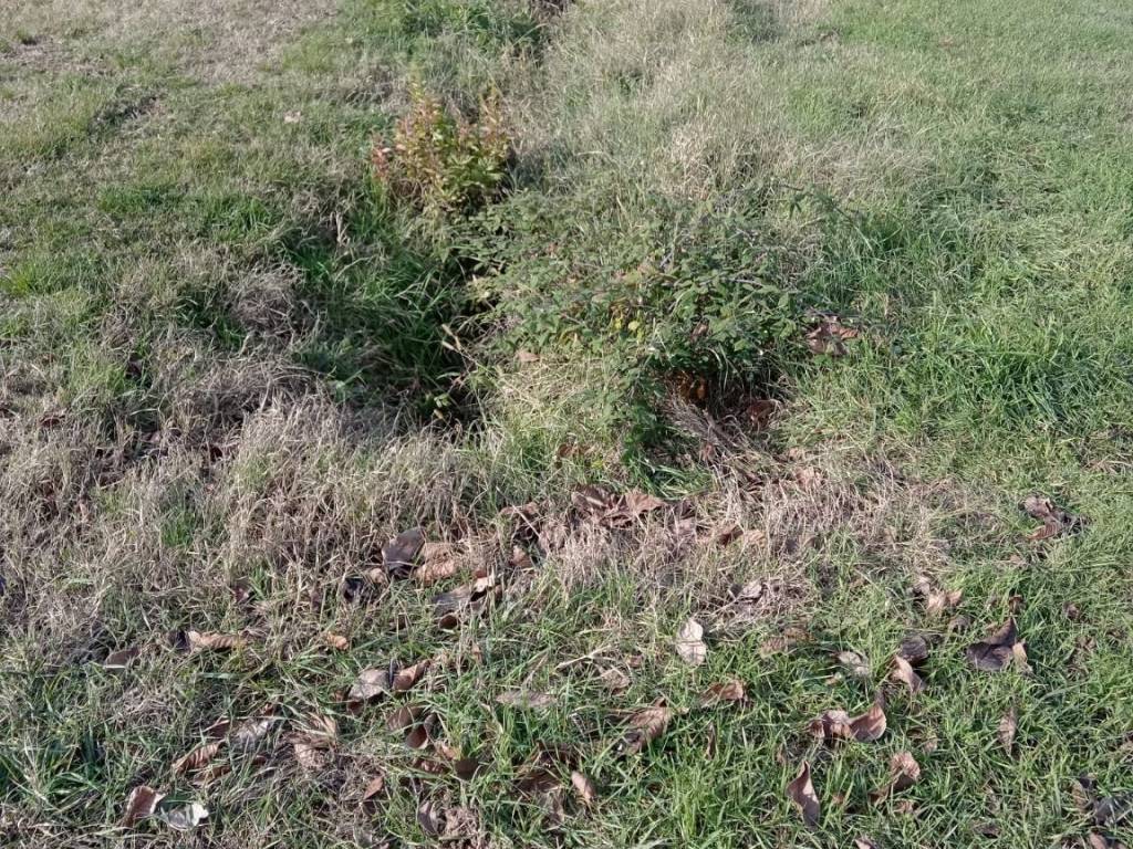 Terreno a San lazzaro di savena in Via Carlo Jussi, 1 - Foto 3