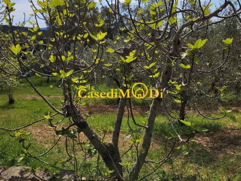 Terreno a Livorno - Foto 3