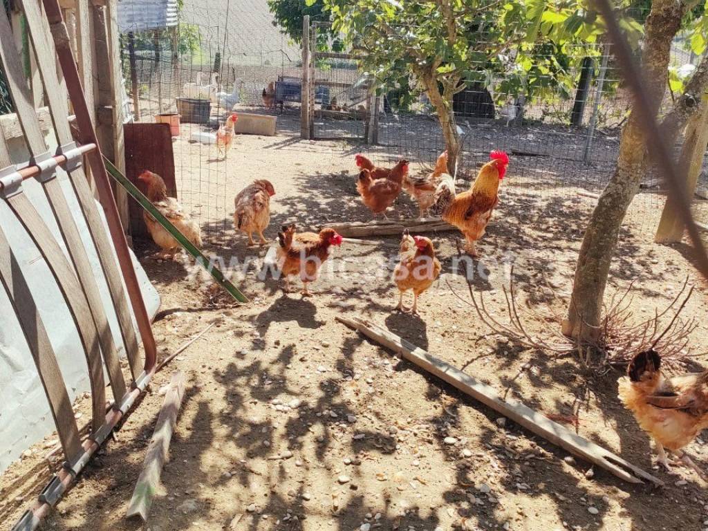 Villa a Cartoceto in VIA SAN BERNARDINO - Foto 5