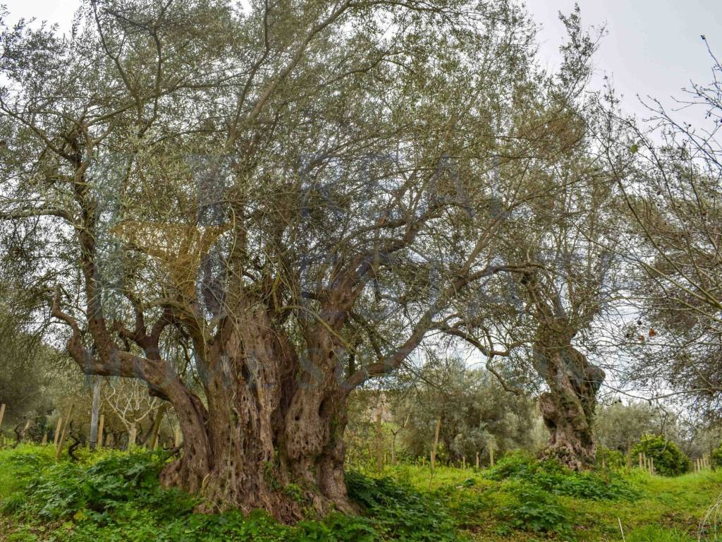 Villa a Noto in Strada Statale Sud Occidentale Sicula - Foto 4