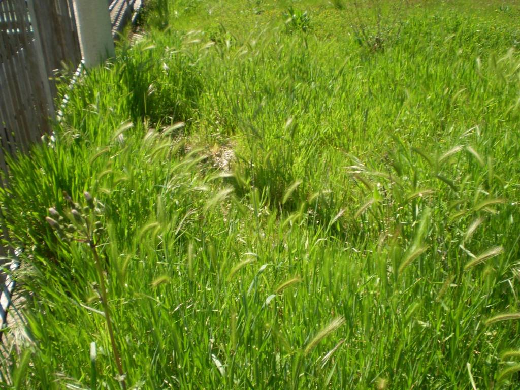 Appartamento a San nazzaro in Via San Francesco d'Assisi - Foto 5