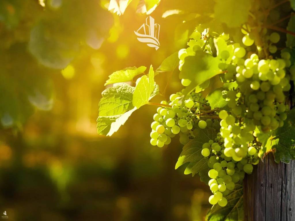 Terreno a Caldaro sulla strada del vino in Via Europa - Foto 3