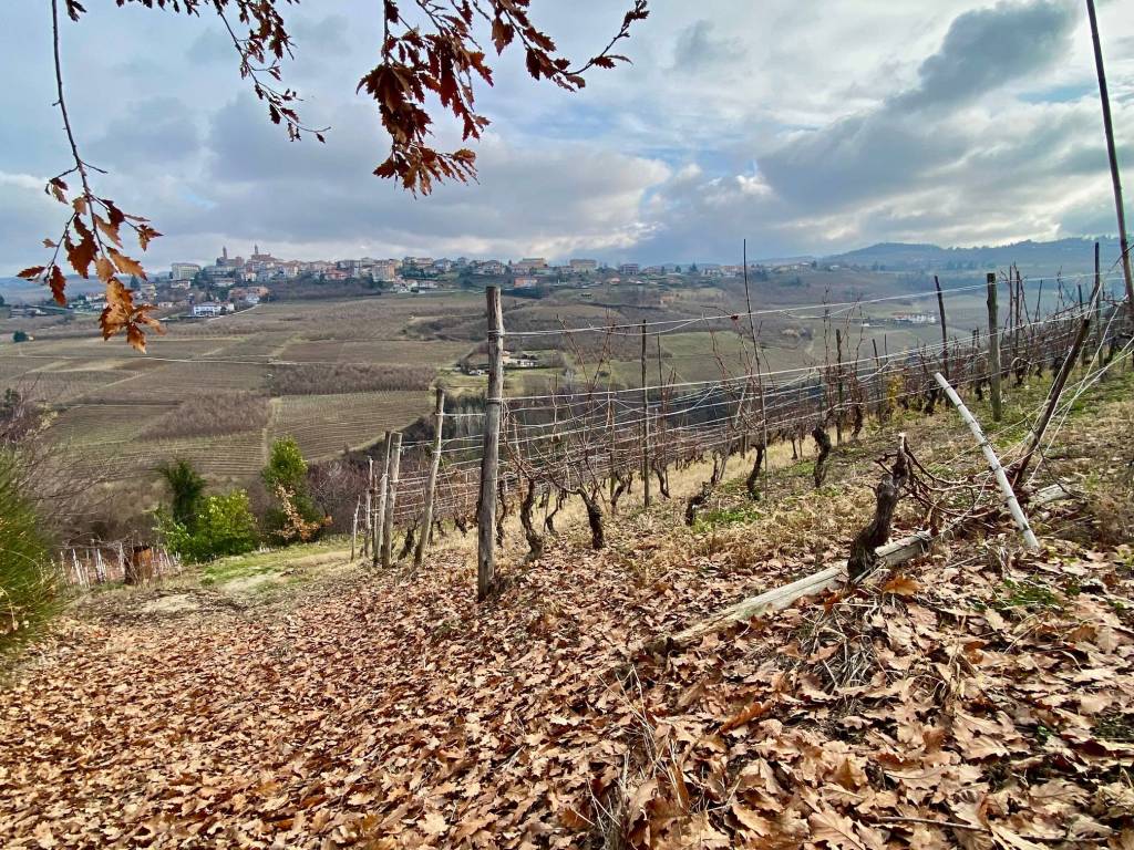 Terreno a Alba in Corso Langhe - Foto 3