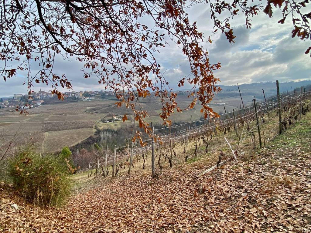 Terreno a Alba in Corso Langhe - Foto 4