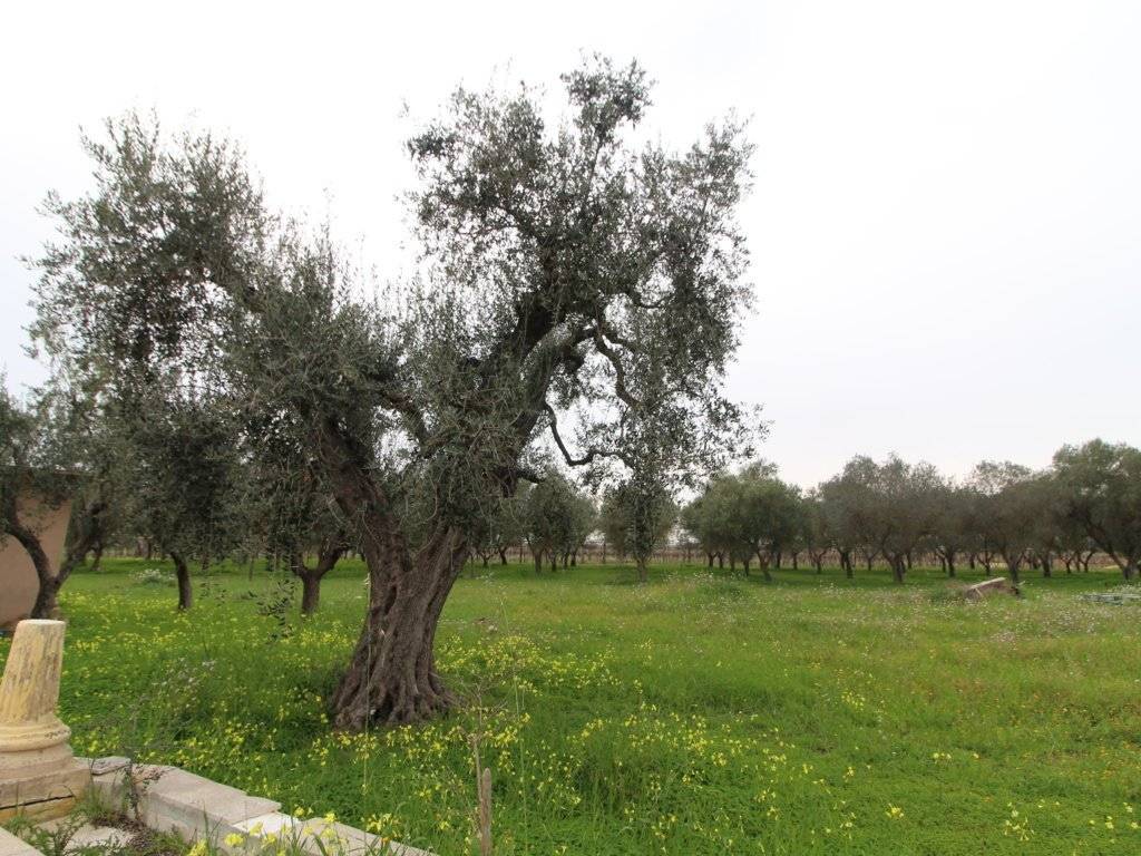 Villa a Grottaglie in Strada Comunale Esterna delle Pastane - Foto 3