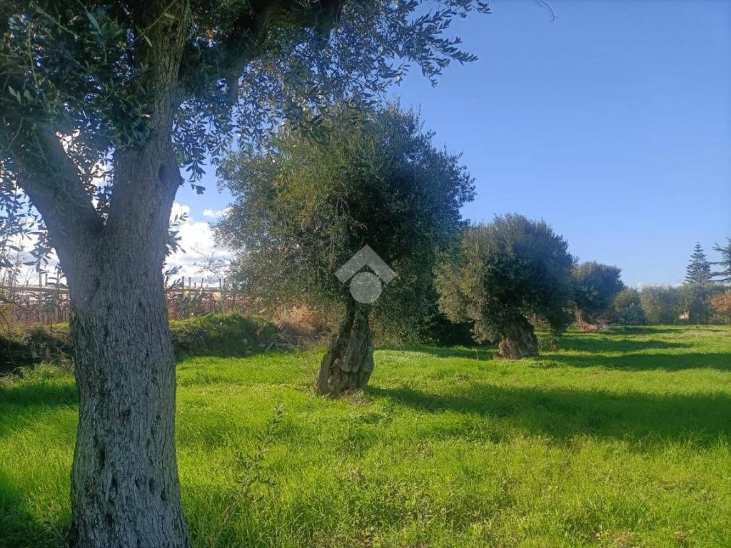 Terreno a Mola di bari in Strada Comunale Giungolo - Foto 2