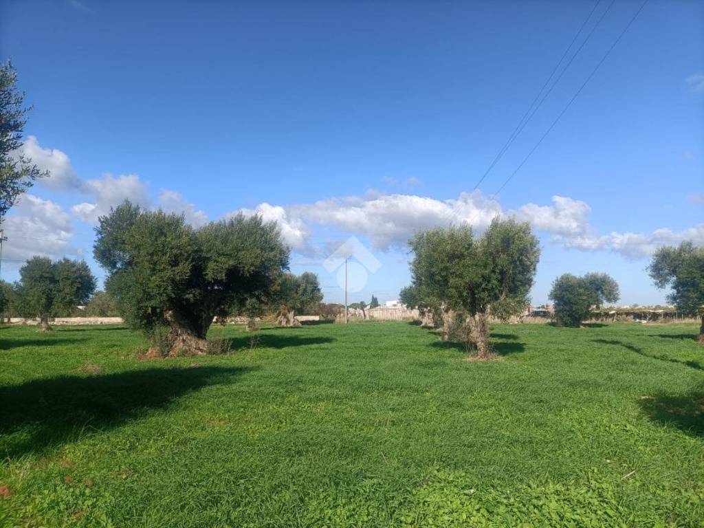 Terreno a Mola di bari in Strada Comunale Giungolo - Foto 3