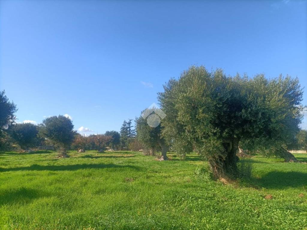Terreno a Mola di bari in Strada Comunale Giungolo - Foto 4