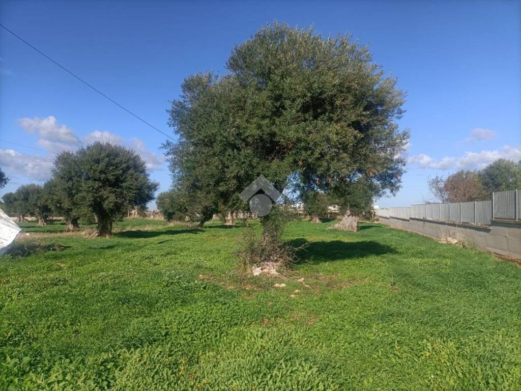 Terreno a Mola di bari in Strada Comunale Giungolo - Foto 5