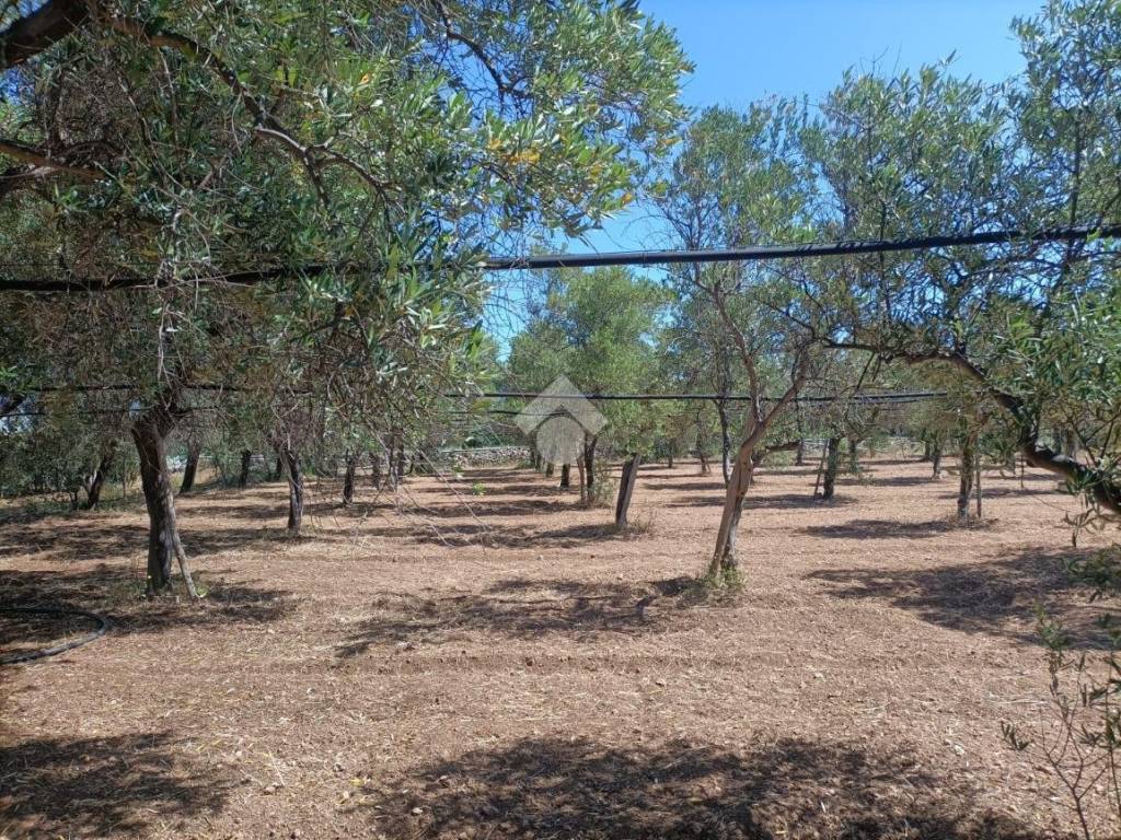 Villa a Mola di bari in CONTRADA SANT'EGIDIO - Foto 4