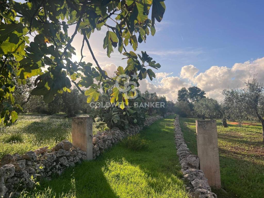 Terreno a Ostuni in Contrada Boccadoro - Foto 2