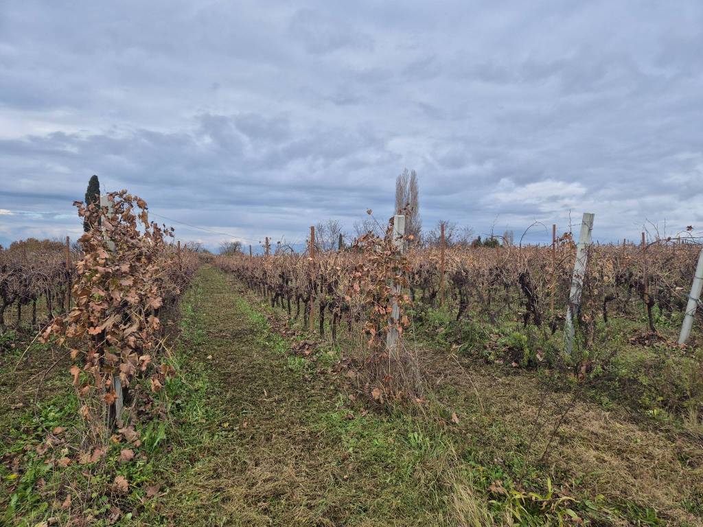 Terreno a Lazise in Località Grisa - Foto 2