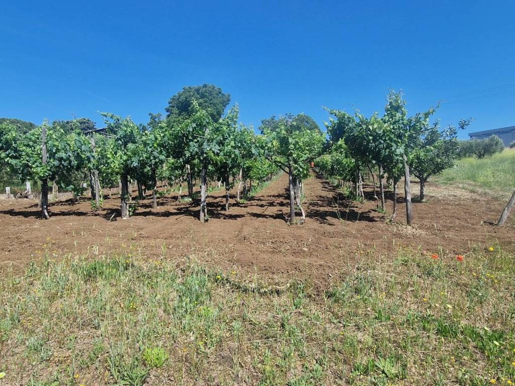 Terreno a Albano laziale in Strada Provinciale Cancelliera - Foto 2
