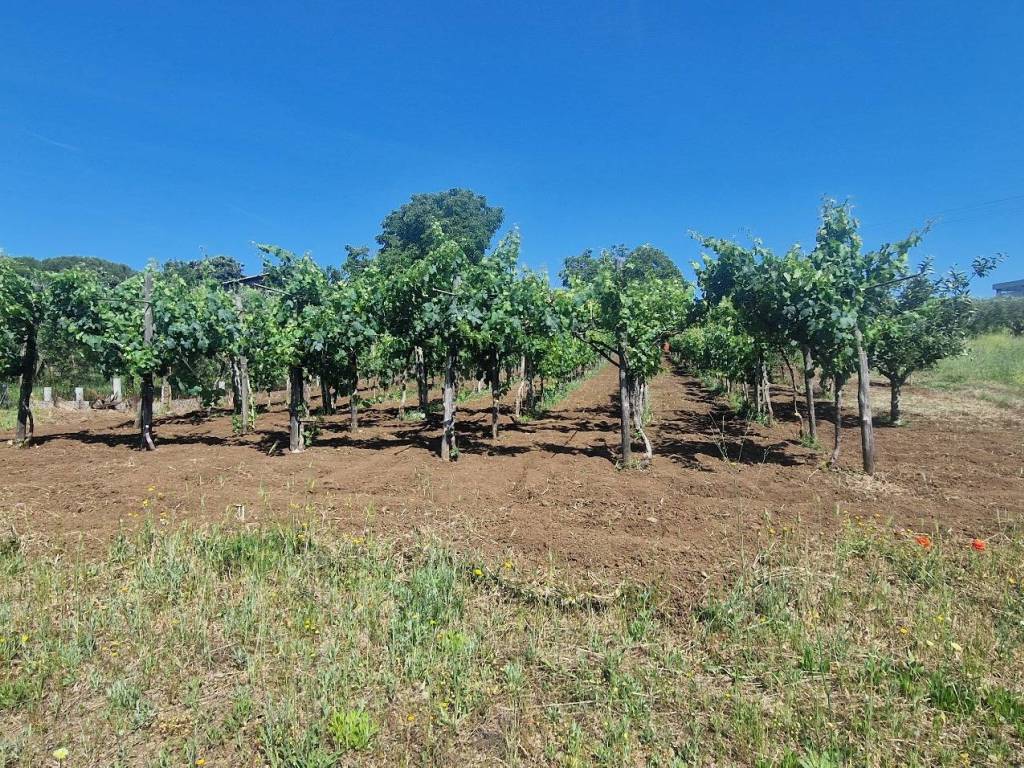 Terreno a Albano laziale in Strada Provinciale Cancelliera - Foto 3