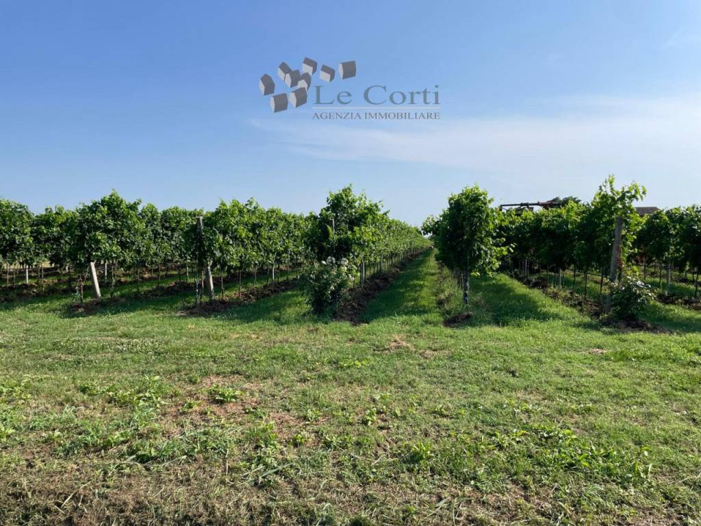 Rustico / casale a Cologna veneta - Foto 5