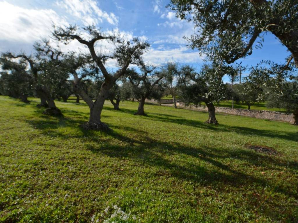 Terreno a Cisternino - Foto 2