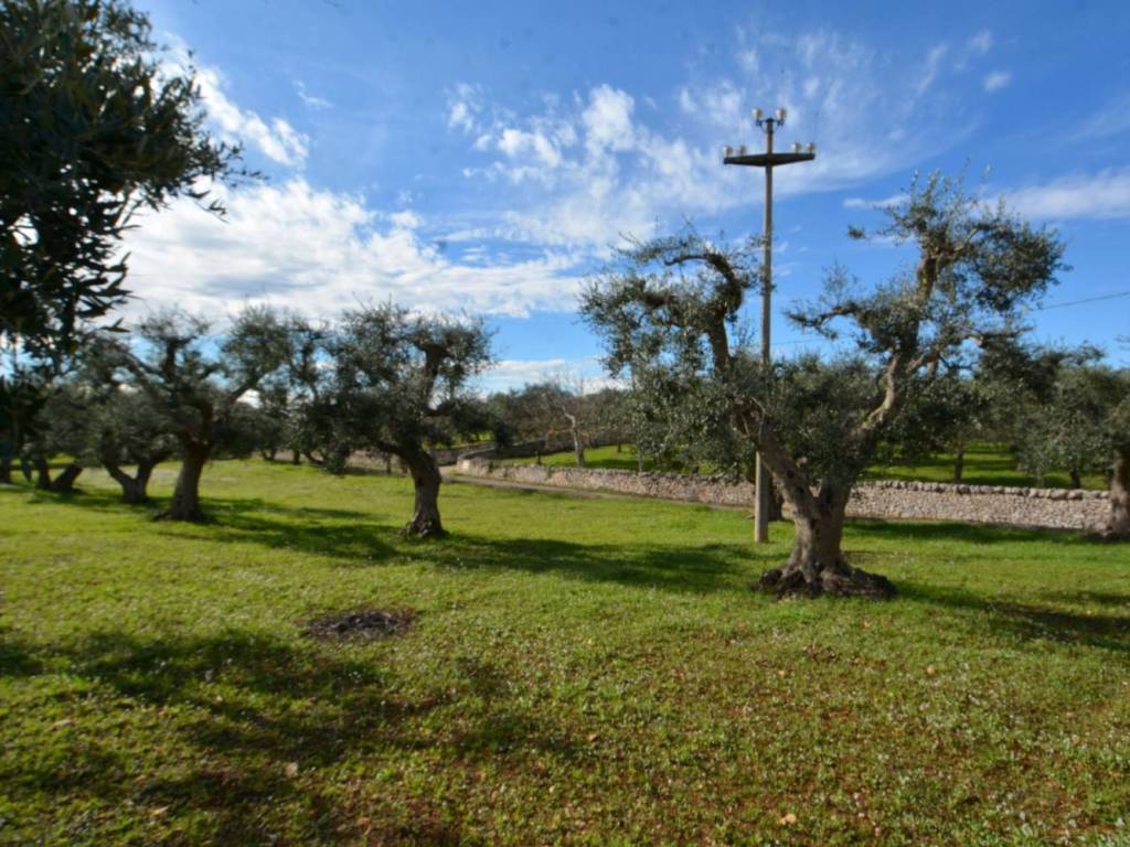 Terreno a Cisternino - Foto 3