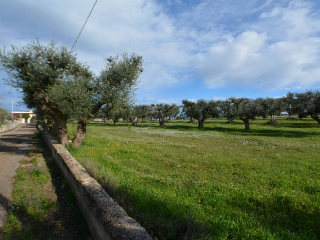 Terreno a Cisternino - Foto 4