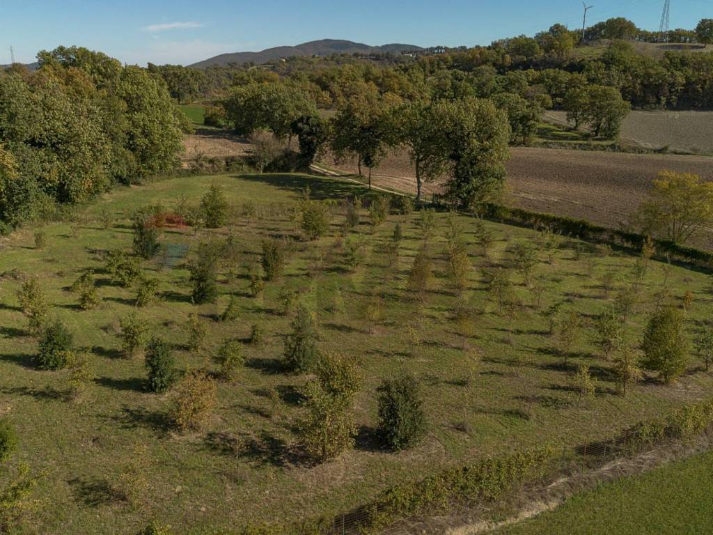 Terreno a Sassoferrato in frazione catobagli, 53 - Foto 4