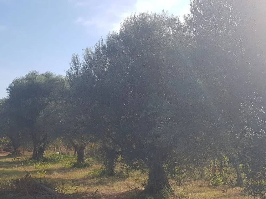 Terreno a Ciampino in Via Isola D' Elba S.N.C. - Foto 2
