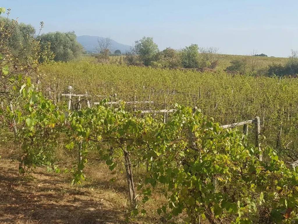 Terreno a Ciampino in Via Isola D' Elba S.N.C. - Foto 3