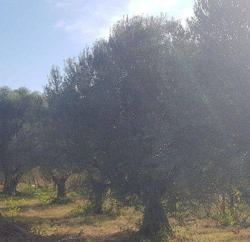 Terreno a Ciampino in Via Isola D' Elba - Foto 2
