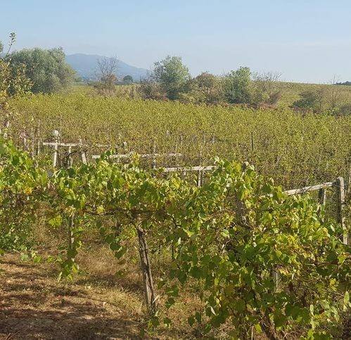 Terreno a Ciampino in Via Isola D' Elba - Foto 3