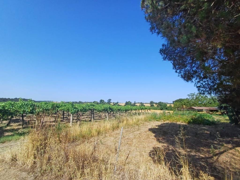 Terreno a Tuscania in localita san giuliano - Foto 2