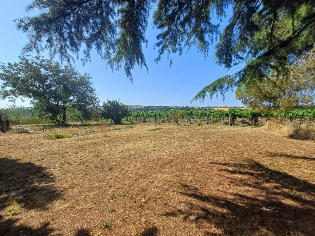 Terreno a Tuscania in localita san giuliano - Foto 3