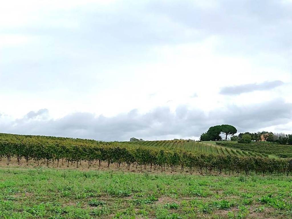 Immobile a Magliano in toscana in ZONA SANT'ANDREA - Foto 4