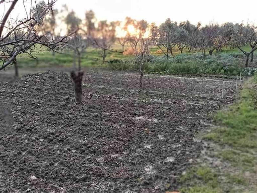 Terreno a Grosseto in ZONA SAN LORENZO - Foto 3