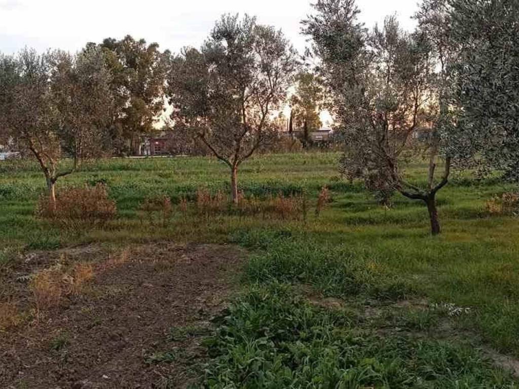 Terreno a Grosseto in ZONA SAN LORENZO - Foto 4