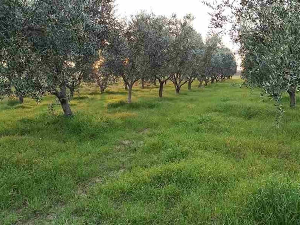 Terreno a Grosseto in ZONA SAN LORENZO - Foto 5
